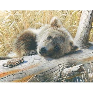Time-Out - Grizzly Bear Cub by wildlife artist Carl Brenders