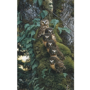 The Family Tree - Saw-whet Owls by wildlife artist Carl Brenders