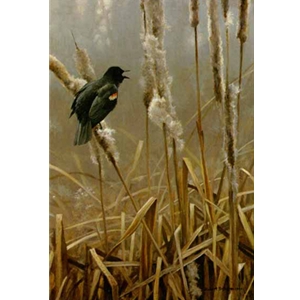 Winter Cattails - Red-winged Blackbird by Robert Bateman