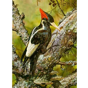 Ivory-Billed Woodpecker by wildlife artist Carl Brenders