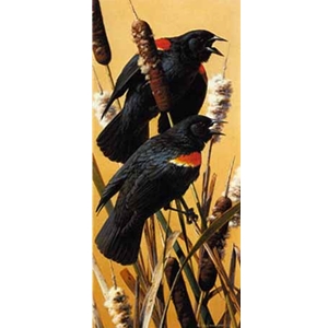Red-winged Blackbird by wildlife artist Carl Brenders