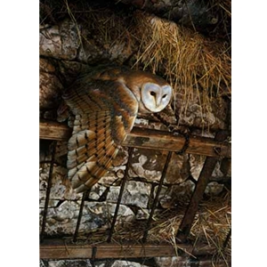 Mysterious Visitor - Barn Owl by wildlife artist Carl Brenders