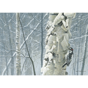Hairy Woodpecker on Birch by Robert Bateman