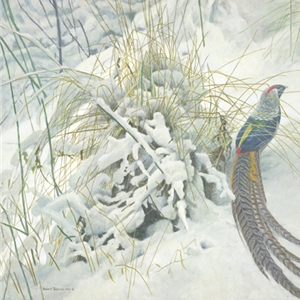 Lady Amherst Pheasant by Robert Bateman