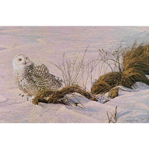 Afternoon Glow - Snowy Owl by Robert Bateman