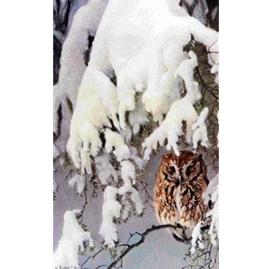 Asleep in the Hemlock - Screech Owl by Robert Bateman