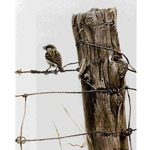 House Sparrow by Robert Bateman