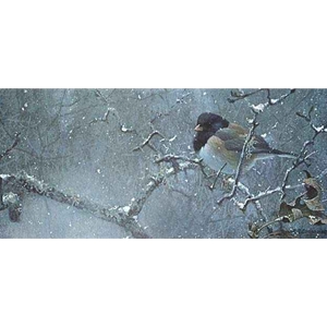 Junco in Winter by Robert Bateman