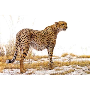 Cheetah Profile by Robert Bateman