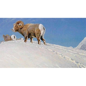 Last Look - Bighorn Sheep by Robert Bateman