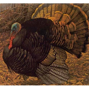 Courtyard Display - Wild Turkey by Robert Bateman