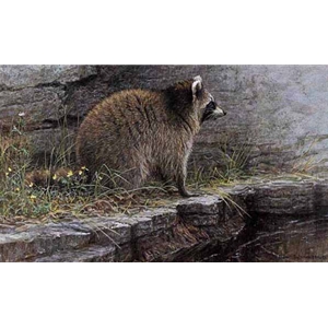Distant Danger - Raccoon by Robert Bateman