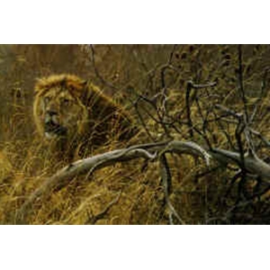 Encounter in the Bush - Lion by Robert Bateman