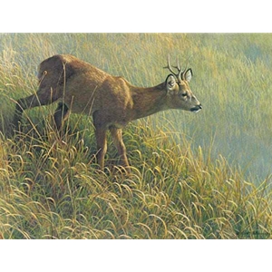 Morning Dew - Roe Deer by Robert Bateman