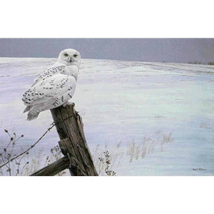 Ready for the Hunt - Snowy Owl by Robert Bateman