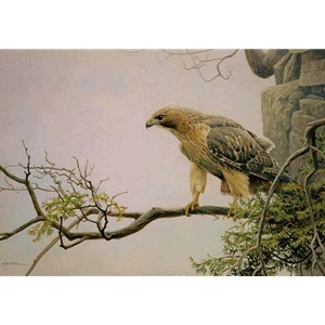 Red-tailed Hawk by the Cliff by Robert Bateman