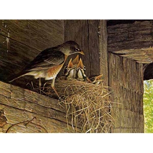 Robins at the Nest by Robert Bateman