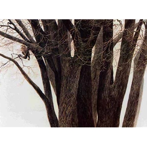 Rough-legged Hawk in the Elm by Robert Bateman
