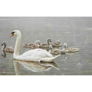 Royal Family - Mute Swan by Robert Bateman