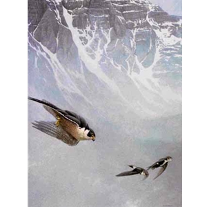 Peregrine Falcon and White-Throated Swifts by Robert Bateman