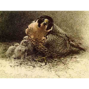 Peregrine and Young by Robert Bateman