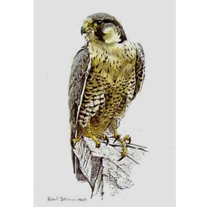 Peregrine Falcon by Robert Bateman