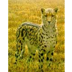King Cheetah - Sappi Portfolio by Robert Bateman