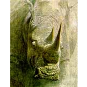 White Rhinoceros - Sappi Portfolio by Robert Bateman