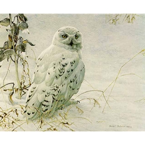Snowy Owl and Milkweed by Robert Bateman