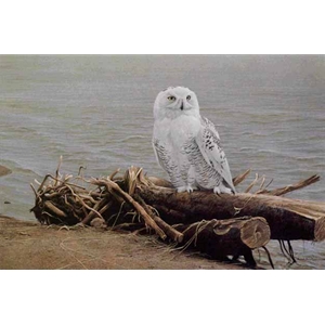 Snowy Owl On Driftwood by Robert Bateman