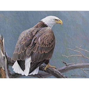 Weathered Branch - Bald Eagle by Robert Bateman