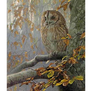 Tawny Owl in Beech by Robert Bateman