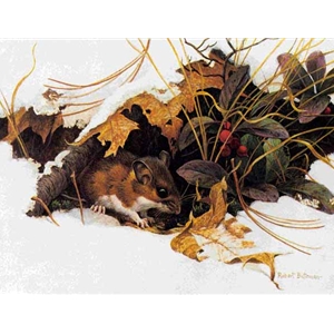 White-footed Mouse in Wintergreen by Robert Bateman