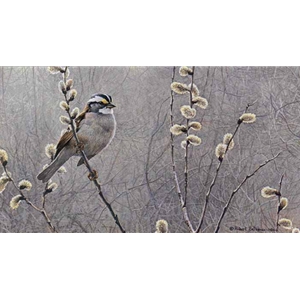White-throated Sparrow and Pussy Willow by Robert Bateman
