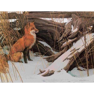 Wily and Wary - Red Fox by Robert Bateman