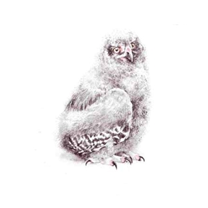 Young Snowy Owl by Robert Bateman