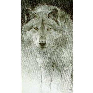 Wolf Sketch by Robert Bateman