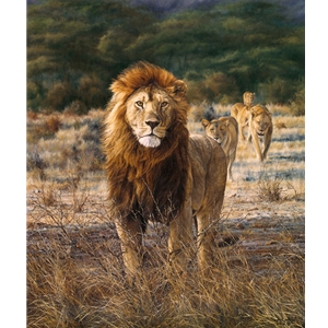 In His Prime - Lion and family by african wildlife artist Simon Combes