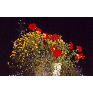 Aspen Flowers by Emily Dubowski