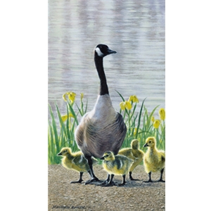 Mother Goose - Canada Goose with young by wildlife artist Matthew Hillier