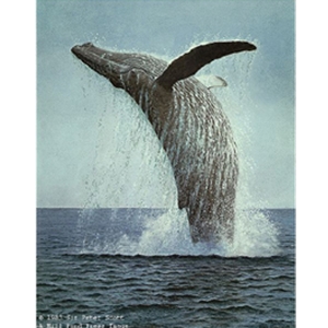 Pegasus - Humpback Whale by Peter Scott