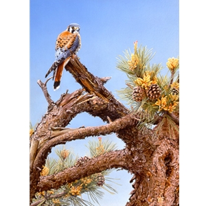 Bird's Eye View - Kestrel by artist John Mullane