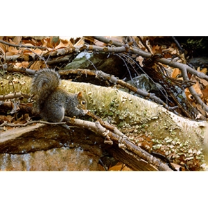 Uptown Squirrel by artist John Mullane