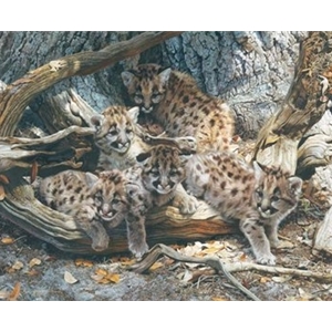 While the Cat's Away - Cougar cubs by wildlife artist Carl Brenders