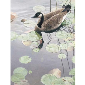 Filigree Reflections - Canada Goose by wildlife artist Patricia Pepin