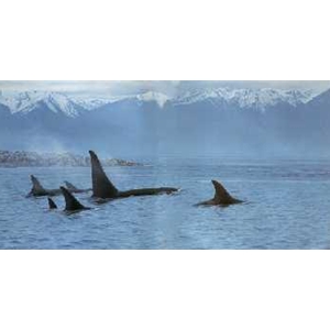 Silent Passage - Orcas by wildlife artist Ron Parker
