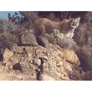 Cliff Dweller - Cougar by wildlife artist Carl Brenders