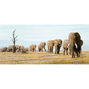 The Last Elephants by African wildlife artist Simon Combes