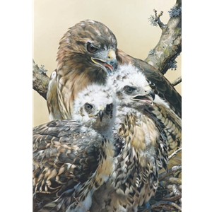 Wisdom and Innocence - red-tailed hawk with chicks by wilderness artist Carl Brenders