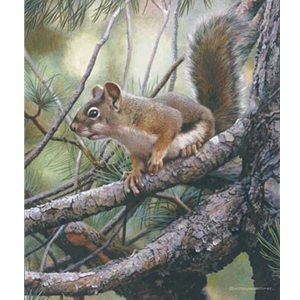 Social Climber - Squirrel in pine tree by wilderness artist Carl Brenders